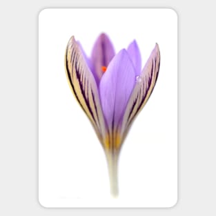 Crocus corsicus  AGM	  Corsican crocus Sticker